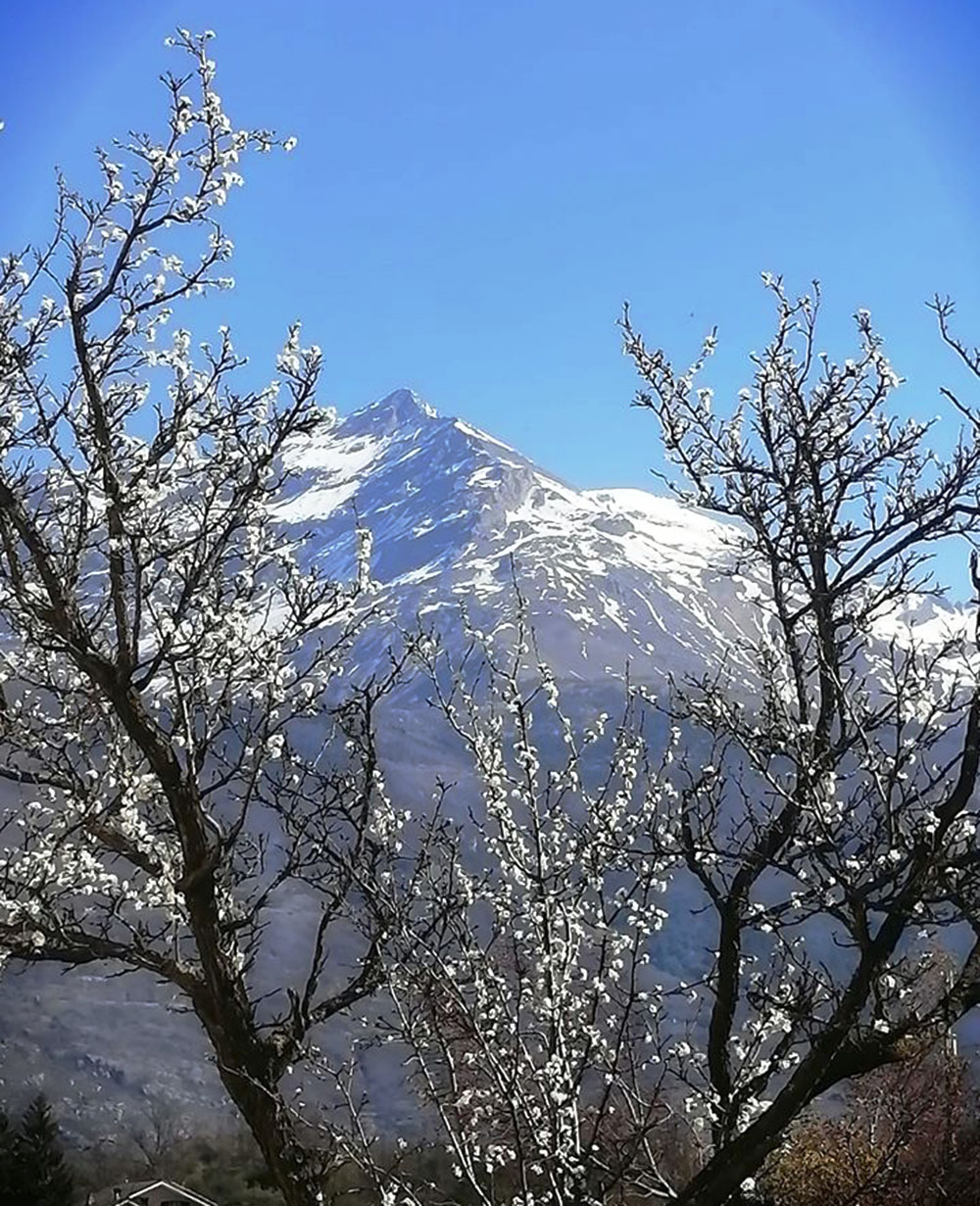 9 aprile 2020. Lauretta Olivero, Bianco (ton sur ton). Il Rocciamelone incorniciato dai fiori dei Ramasìn